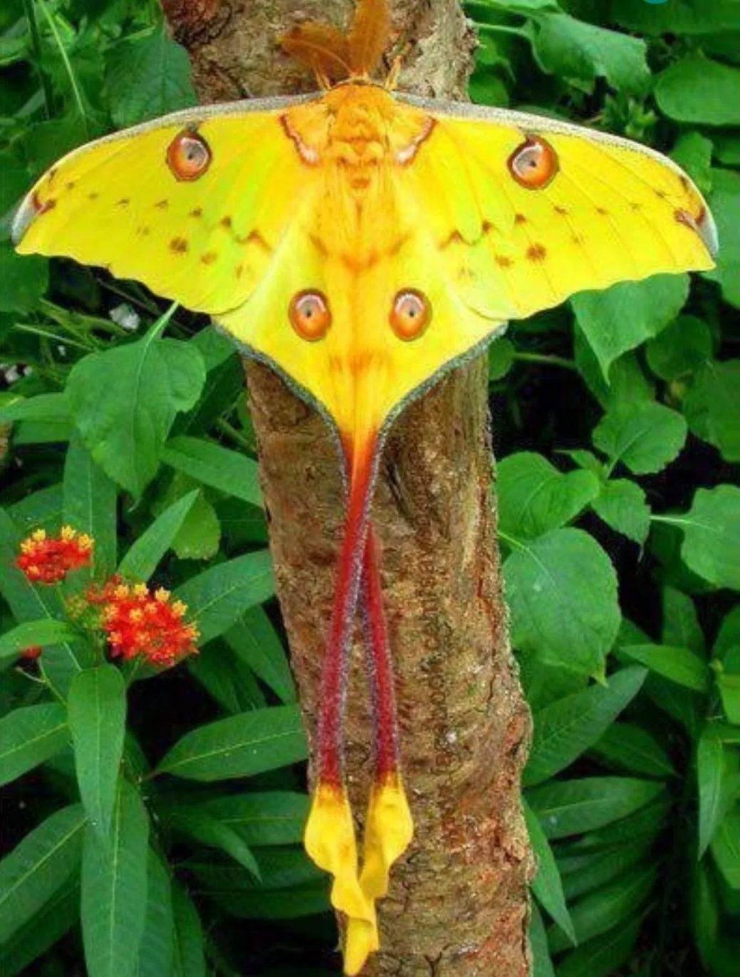 stay unique as the commeth moth from Madagascar